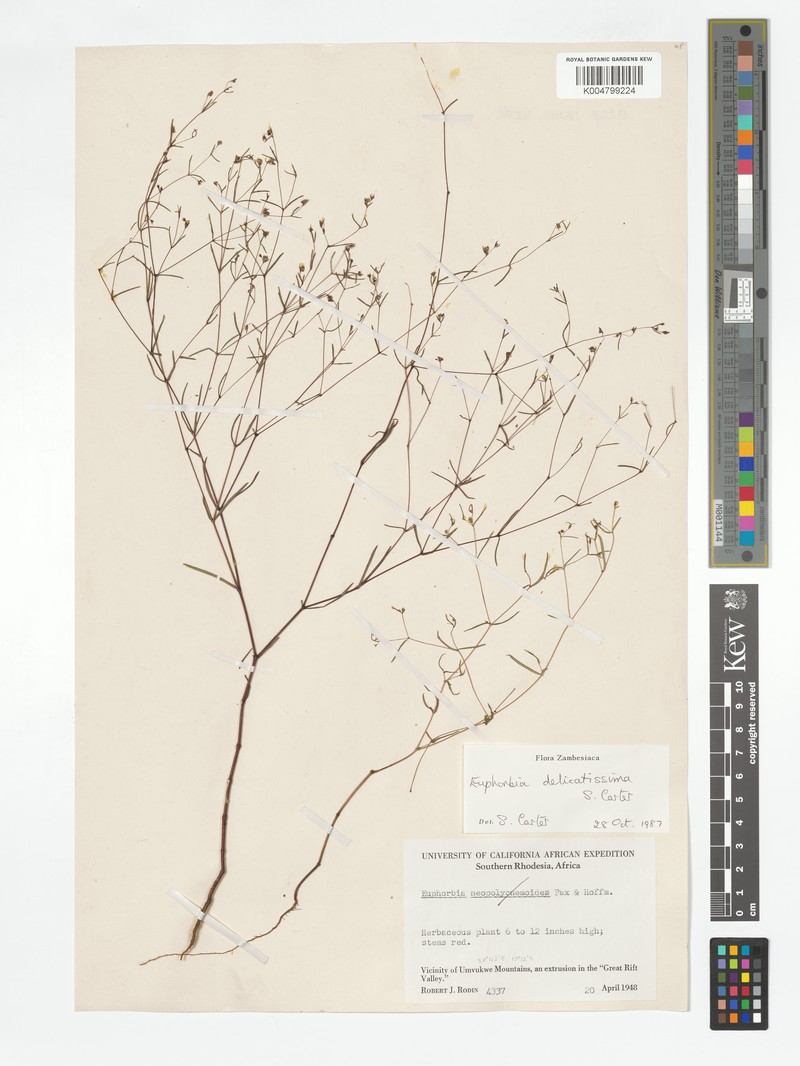 Euphorbia delicatissima
