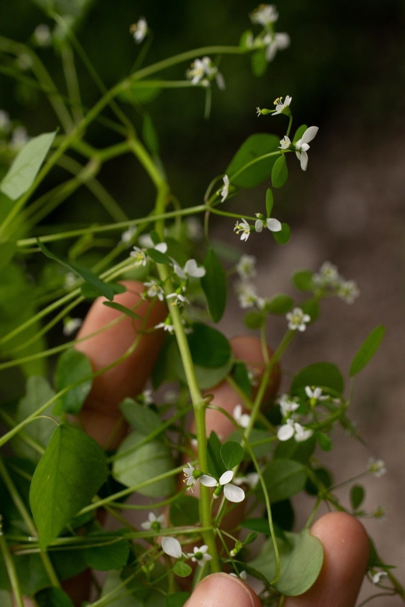 Euphorbia delicatula