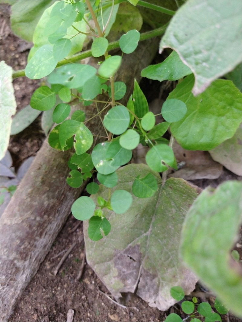Euphorbia delicatula photo 2