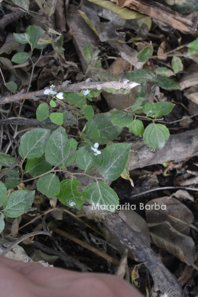 Euphorbia delicatula photo 3