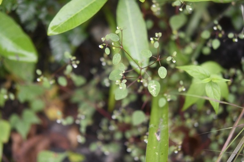Euphorbia delicatula photo 5