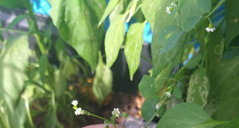 Euphorbia delicatula photo 6
