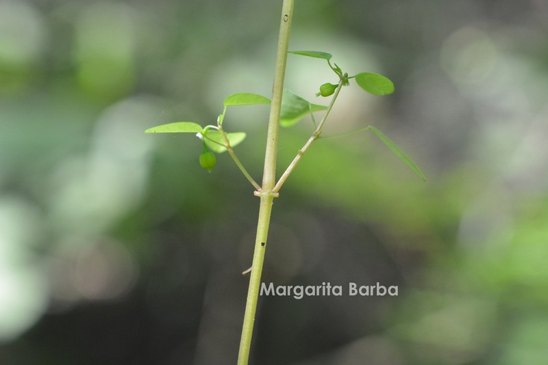 Euphorbia delicatula photo 7