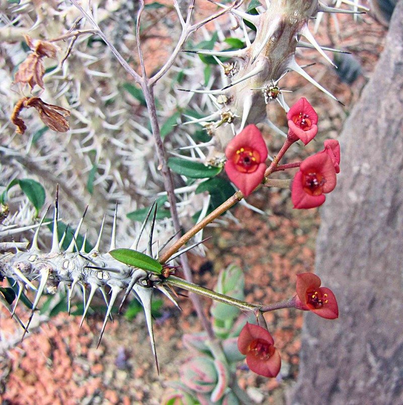 Euphorbia delphinensis
