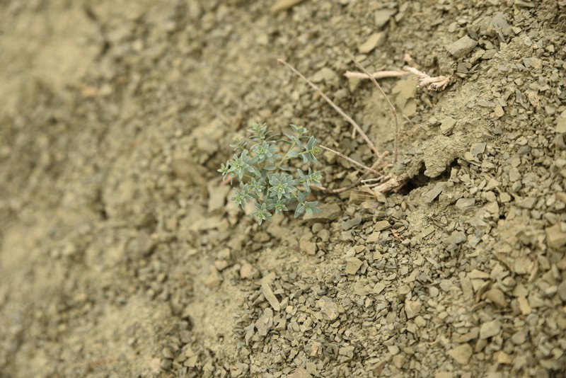 Euphorbia deltobracteata