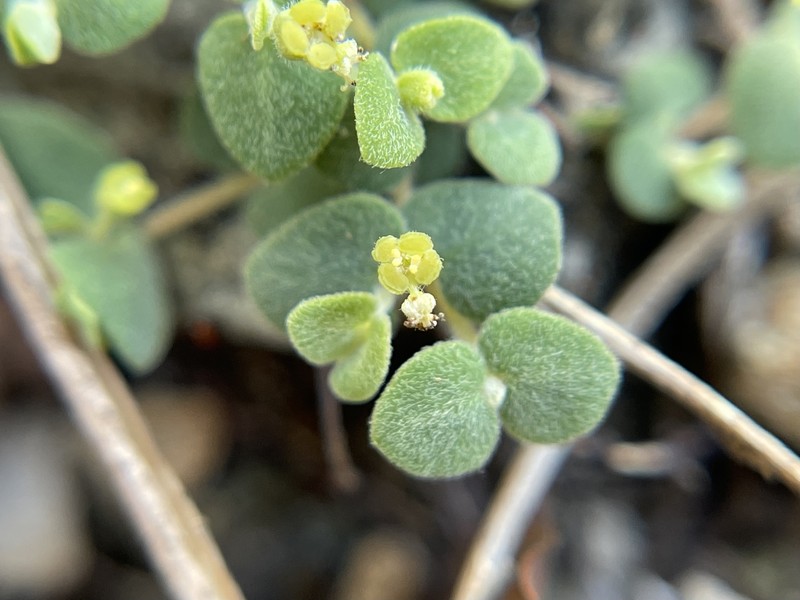 Euphorbia deltoidea subsp. adhaerens