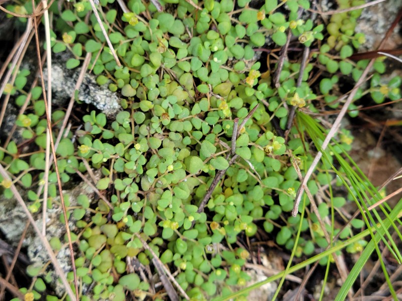Euphorbia deltoidea subsp. adhaerens photo 2