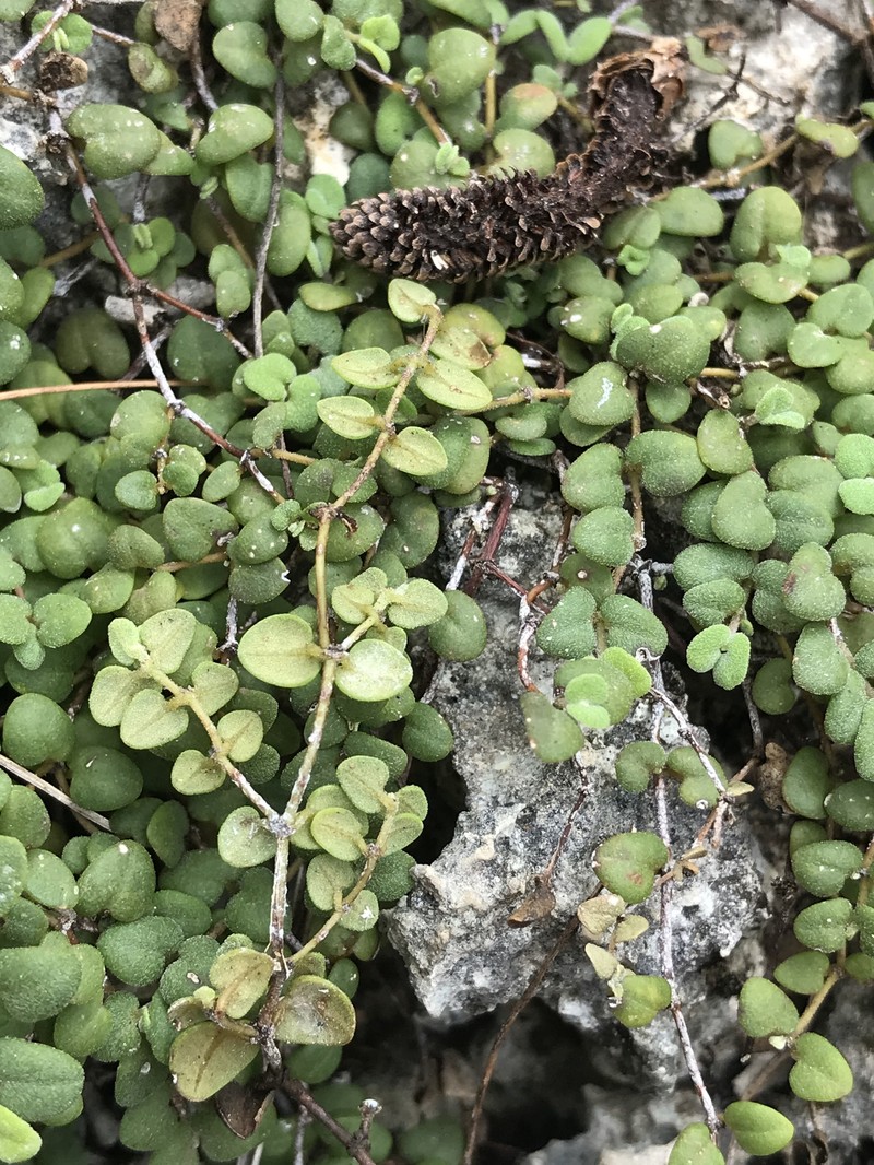 Euphorbia deltoidea subsp. adhaerens photo 3