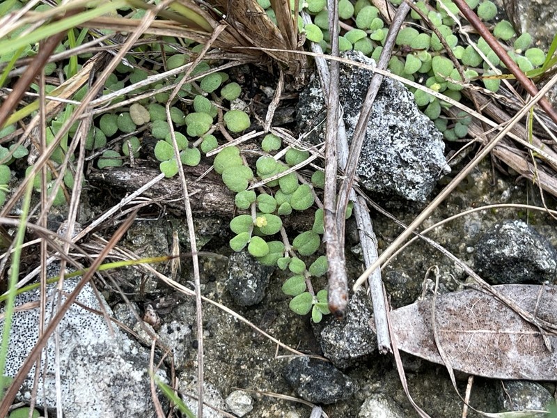 Euphorbia deltoidea subsp. adhaerens photo 4