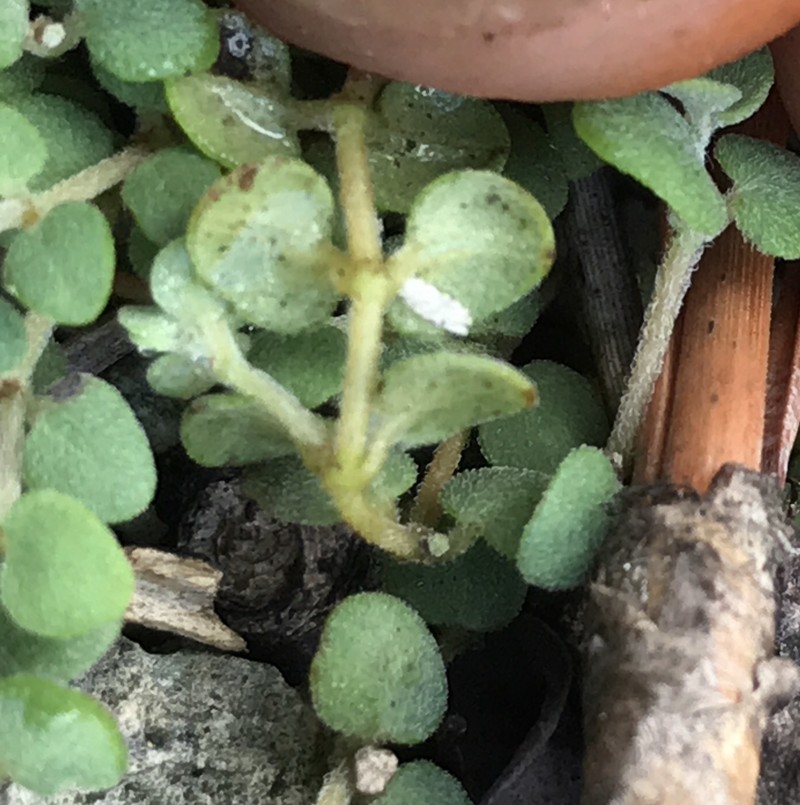Euphorbia deltoidea subsp. adhaerens photo 5