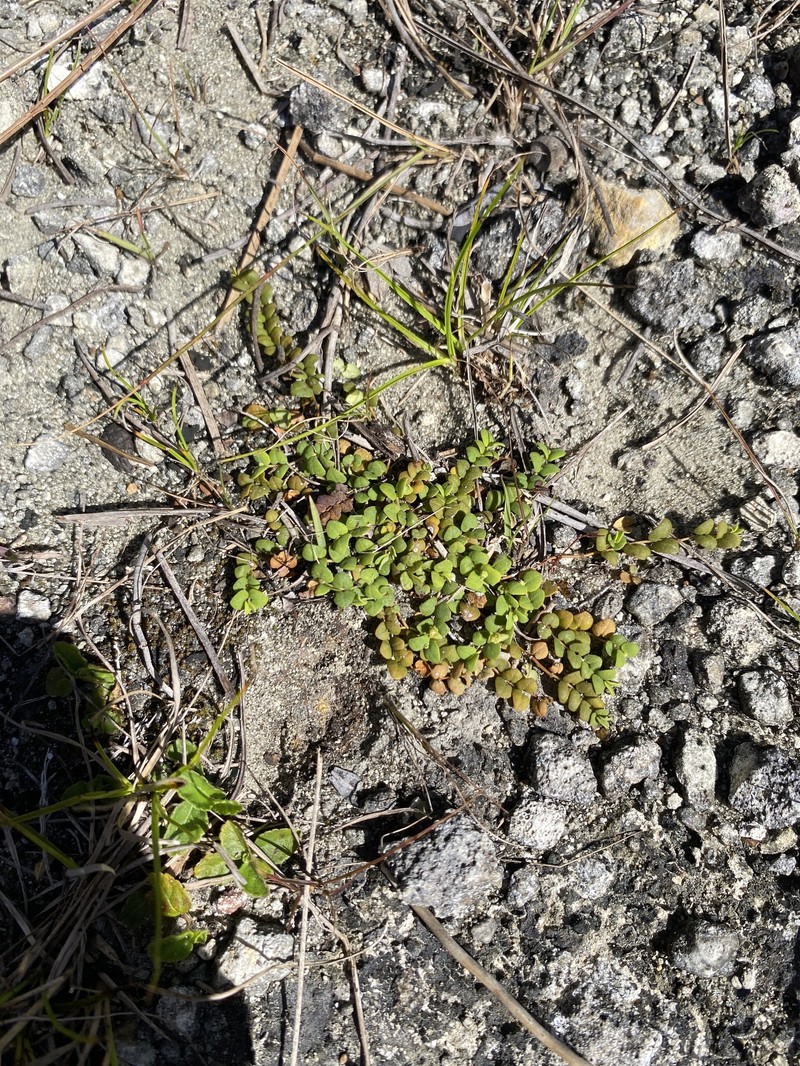 Euphorbia deltoidea subsp. deltoidea