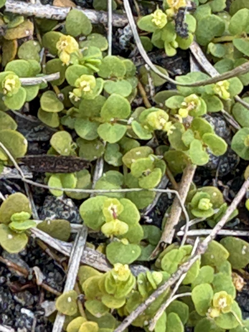 Euphorbia deltoidea subsp. deltoidea photo 2