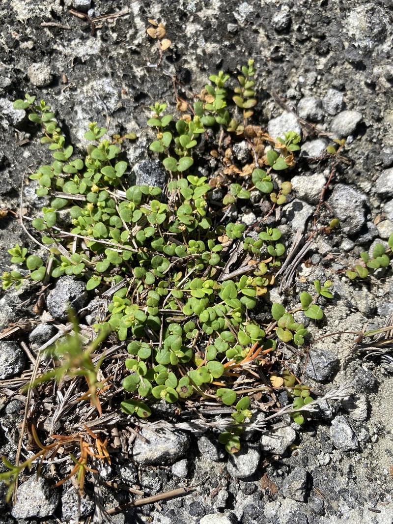 Euphorbia deltoidea subsp. deltoidea photo 3