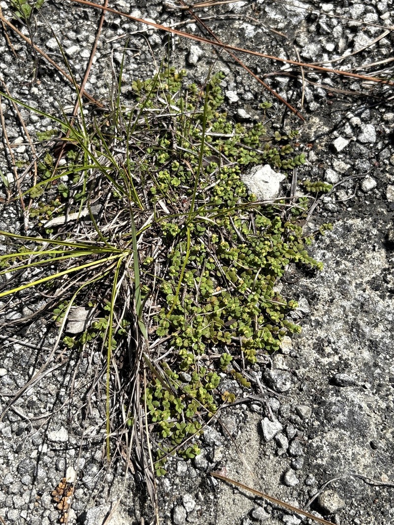 Euphorbia deltoidea subsp. deltoidea photo 4