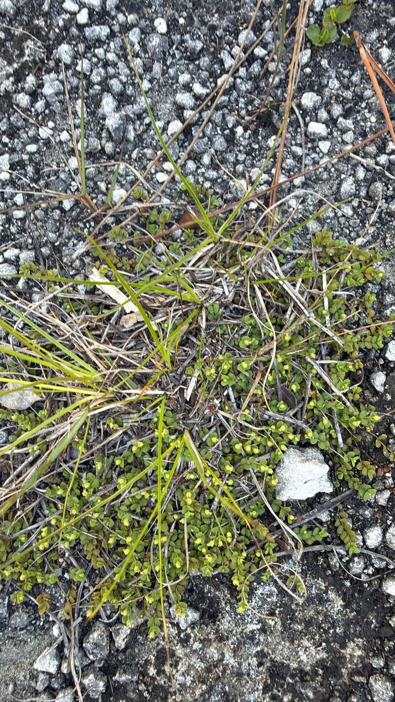 Euphorbia deltoidea subsp. deltoidea photo 5