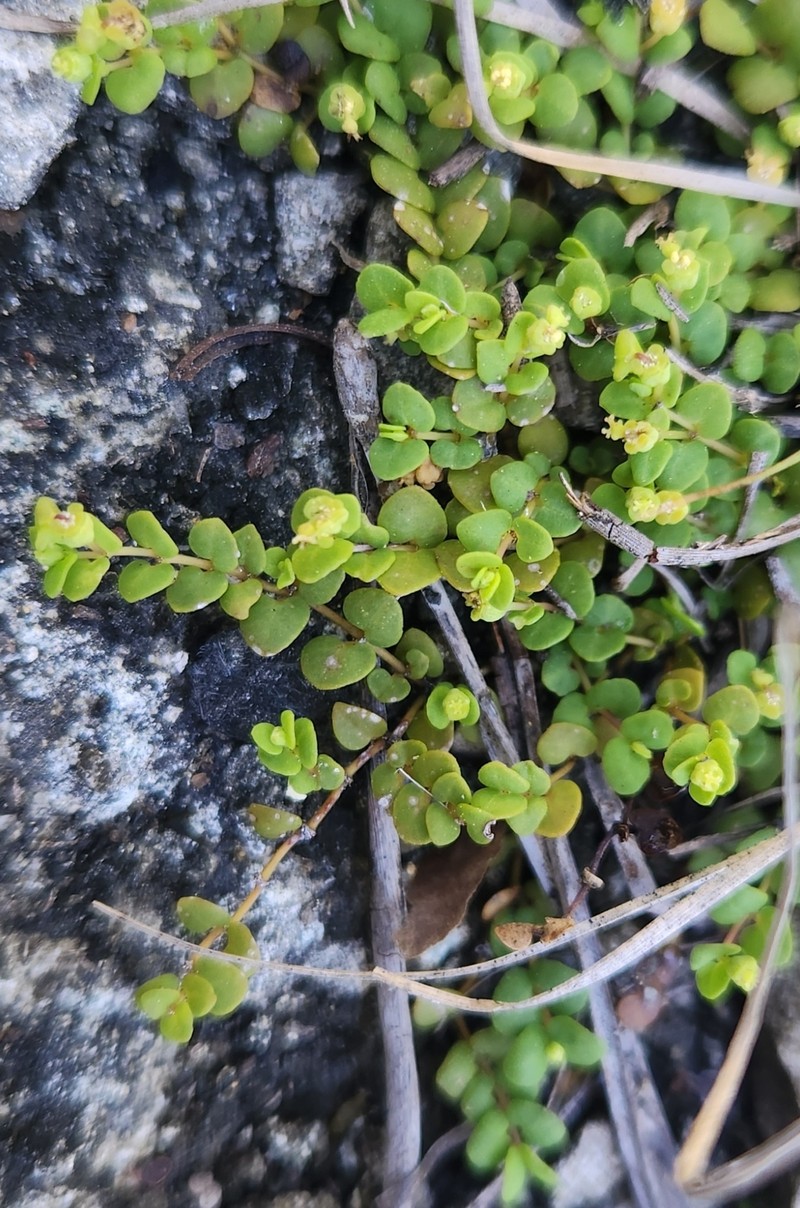 Euphorbia deltoidea subsp. deltoidea photo 6