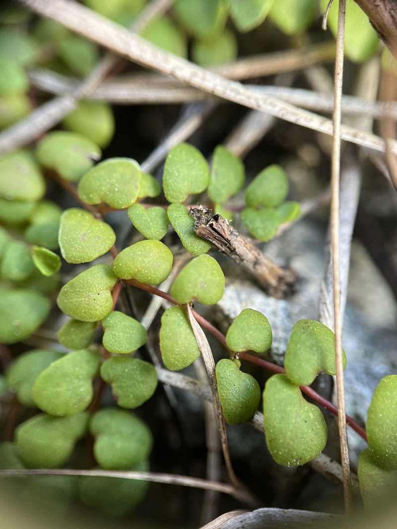 Euphorbia deltoidea subsp. deltoidea photo 8