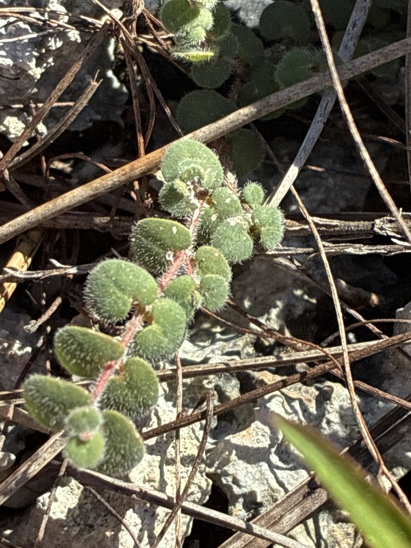 Euphorbia deltoidea subsp. pinetorum