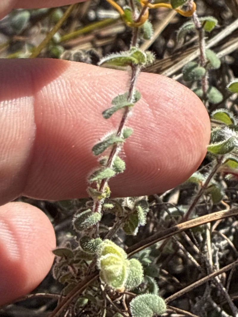 Euphorbia deltoidea subsp. pinetorum photo 2