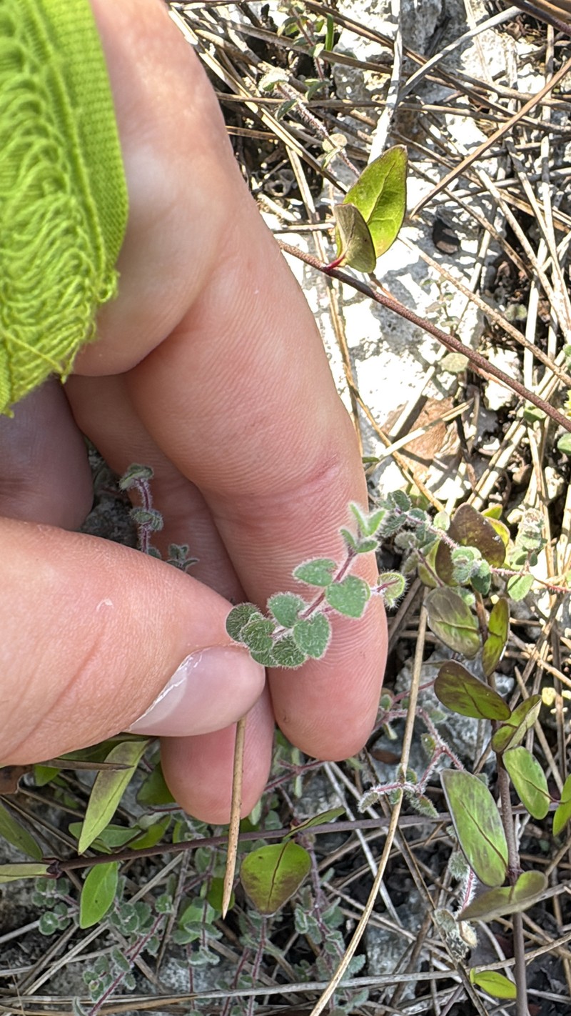 Euphorbia deltoidea subsp. pinetorum photo 3