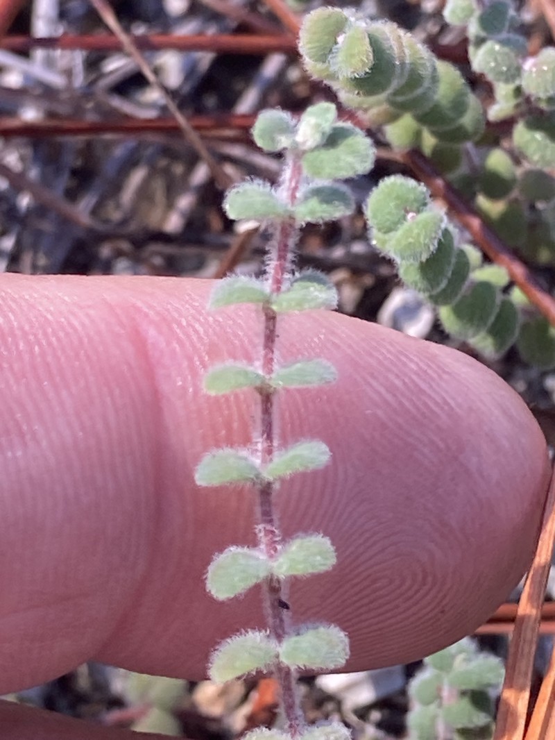 Euphorbia deltoidea subsp. pinetorum photo 4