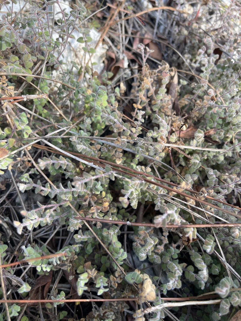 Euphorbia deltoidea subsp. pinetorum photo 5