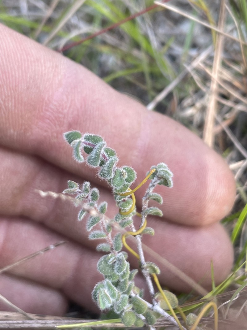 Euphorbia deltoidea subsp. pinetorum photo 6