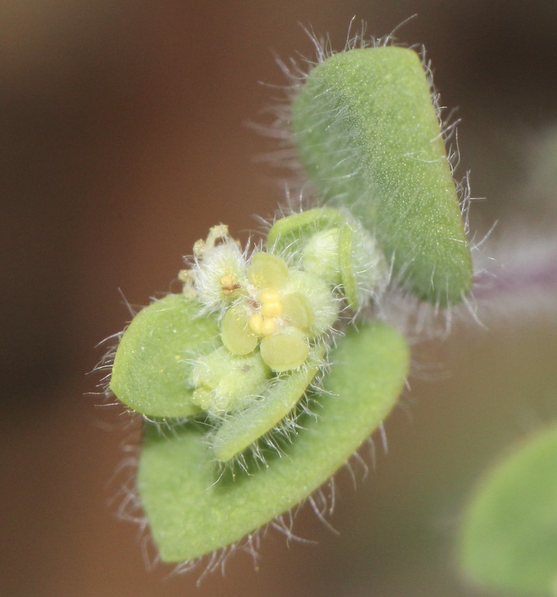 Euphorbia deltoidea subsp. pinetorum photo 7