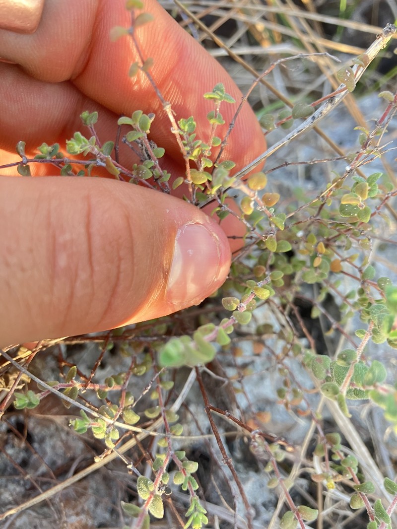 Euphorbia deltoidea subsp. pinetorum photo 8