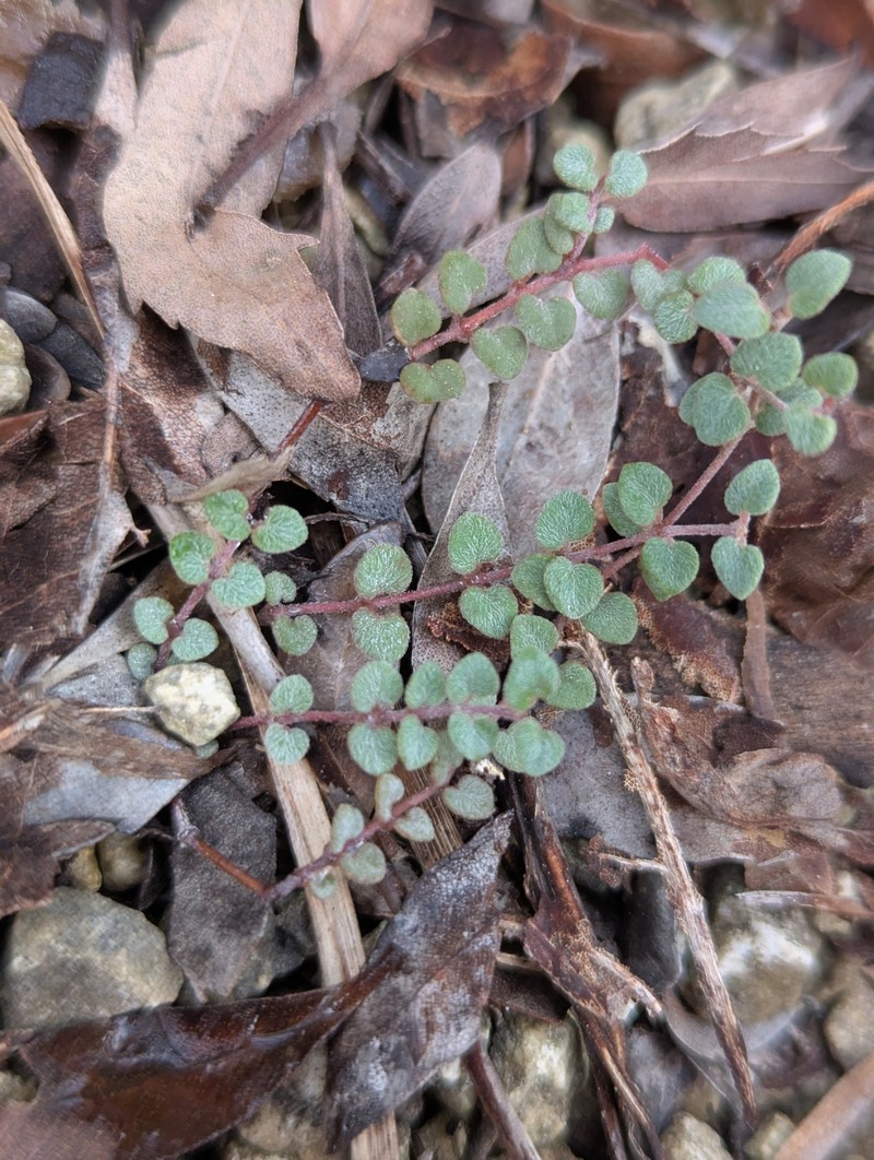Euphorbia deltoidea subsp. serpyllum