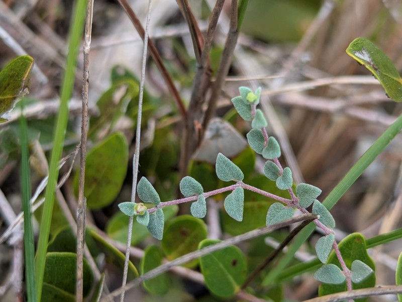 Euphorbia deltoidea subsp. serpyllum photo 2