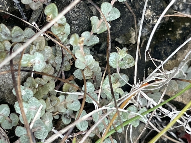 Euphorbia deltoidea subsp. serpyllum photo 3