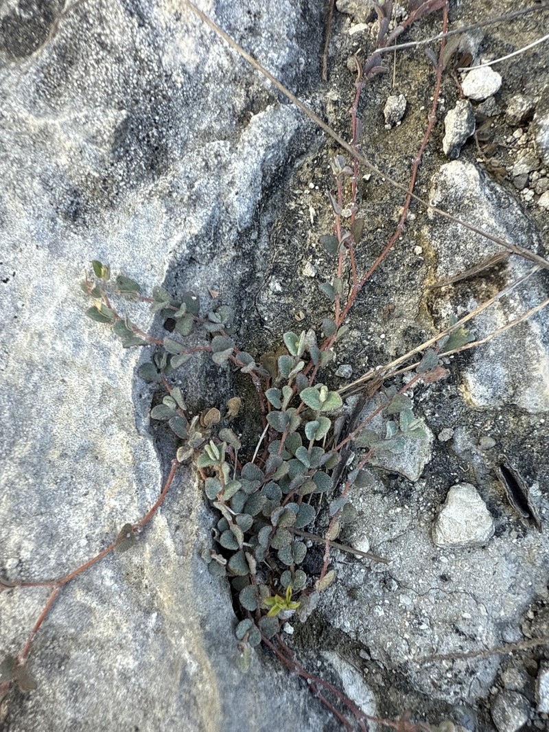 Euphorbia deltoidea subsp. serpyllum photo 4