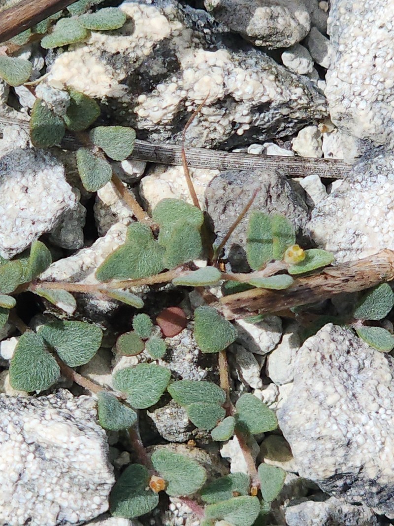 Euphorbia deltoidea subsp. serpyllum photo 5