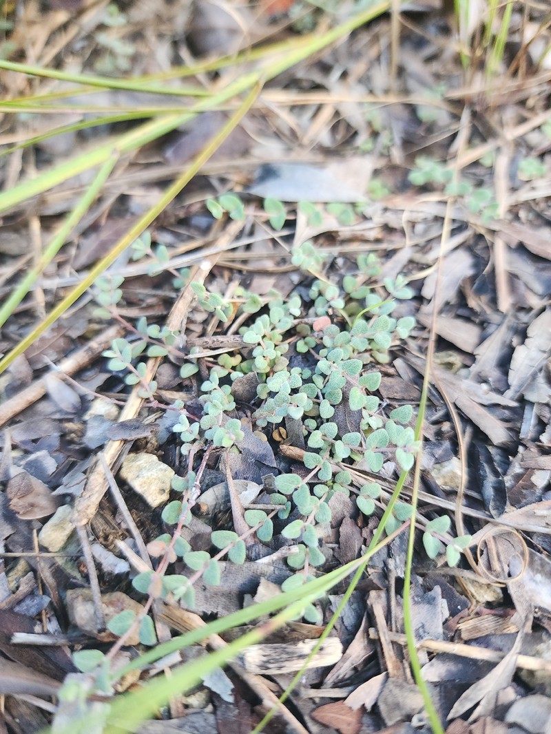 Euphorbia deltoidea subsp. serpyllum photo 6