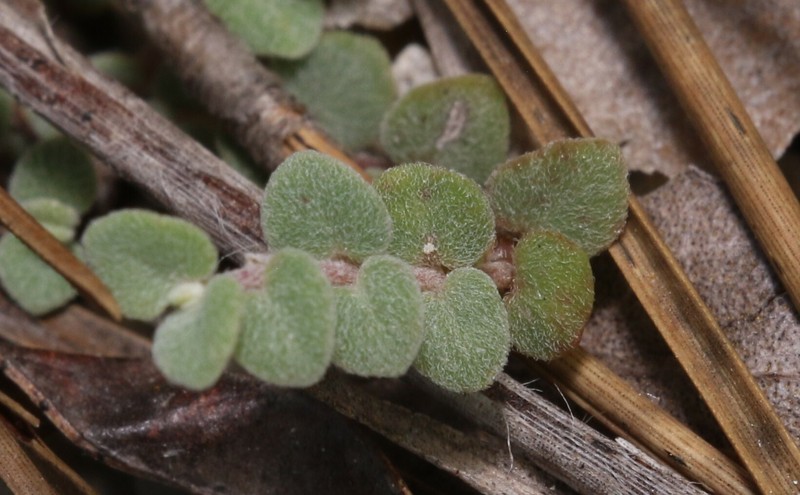 Euphorbia deltoidea subsp. serpyllum photo 7