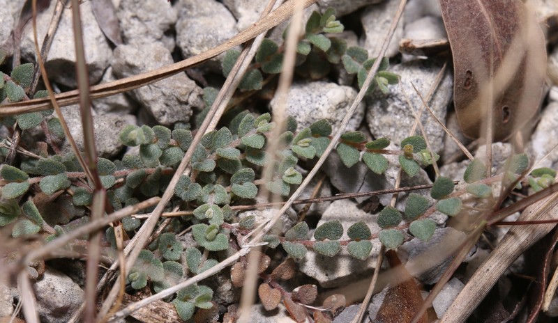 Euphorbia deltoidea subsp. serpyllum photo 8