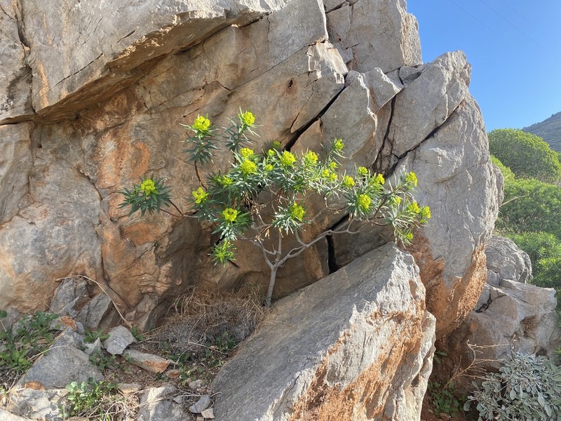 Tree Spurge photo 5
