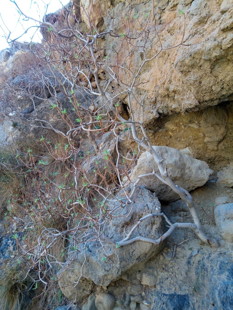 Tree Spurge photo 7