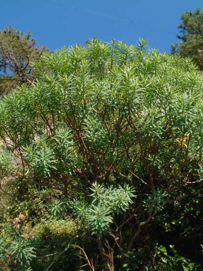 Tree Spurge photo 5