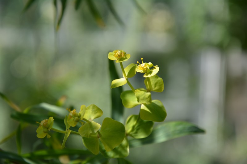 Tree Spurge photo 2
