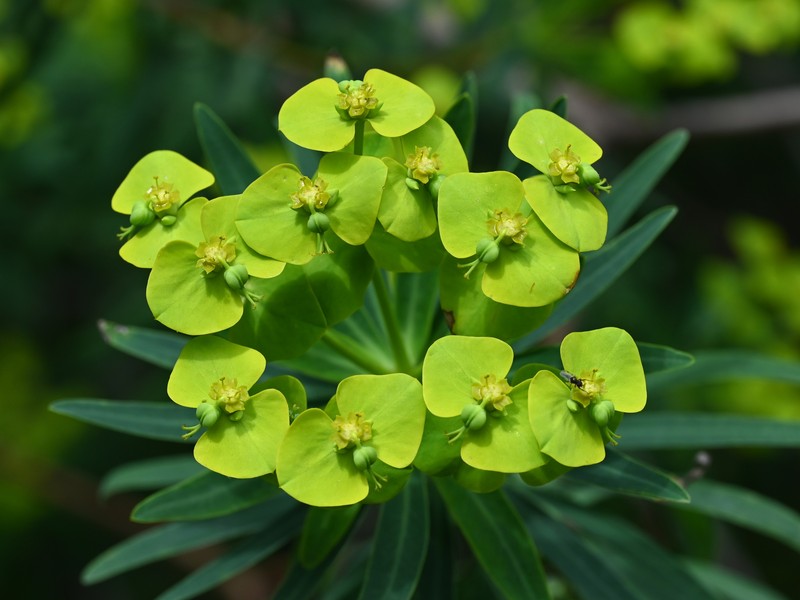 Tree Spurge photo 3