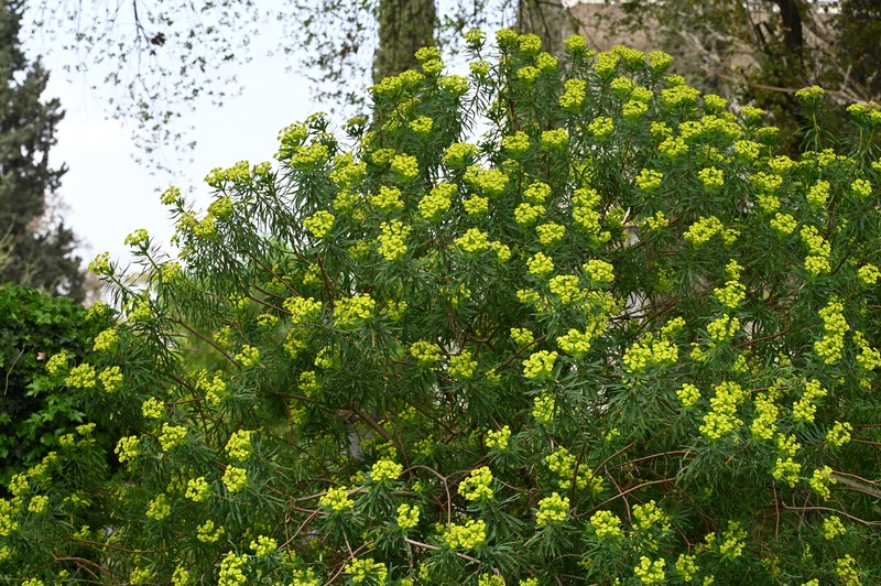 Tree Spurge photo 4