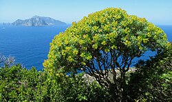 Tree Spurge