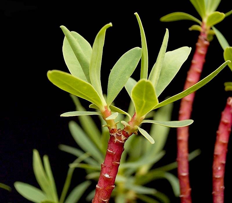 Tree Spurge photo 6