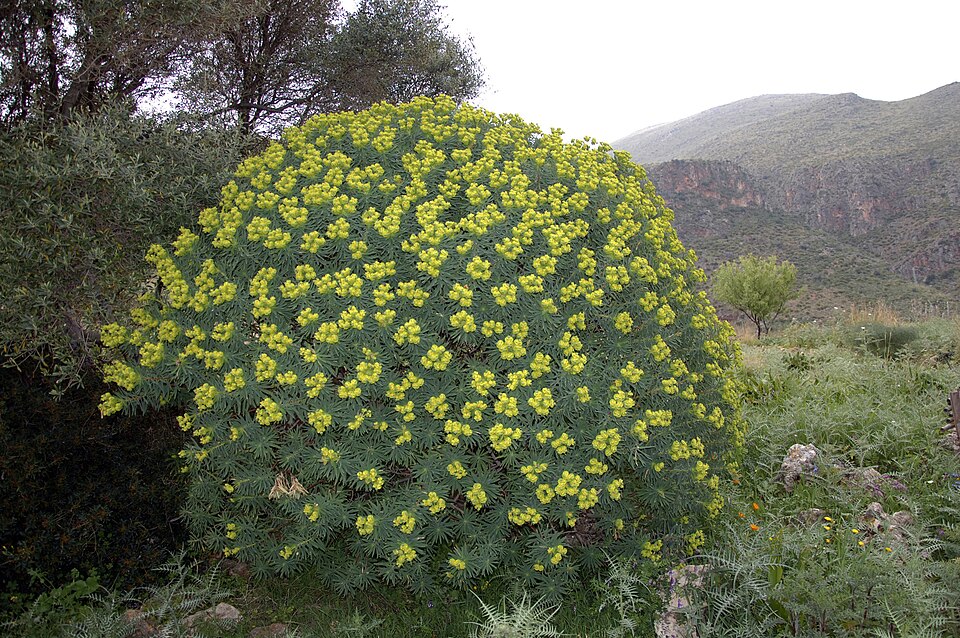 Tree Spurge photo 7