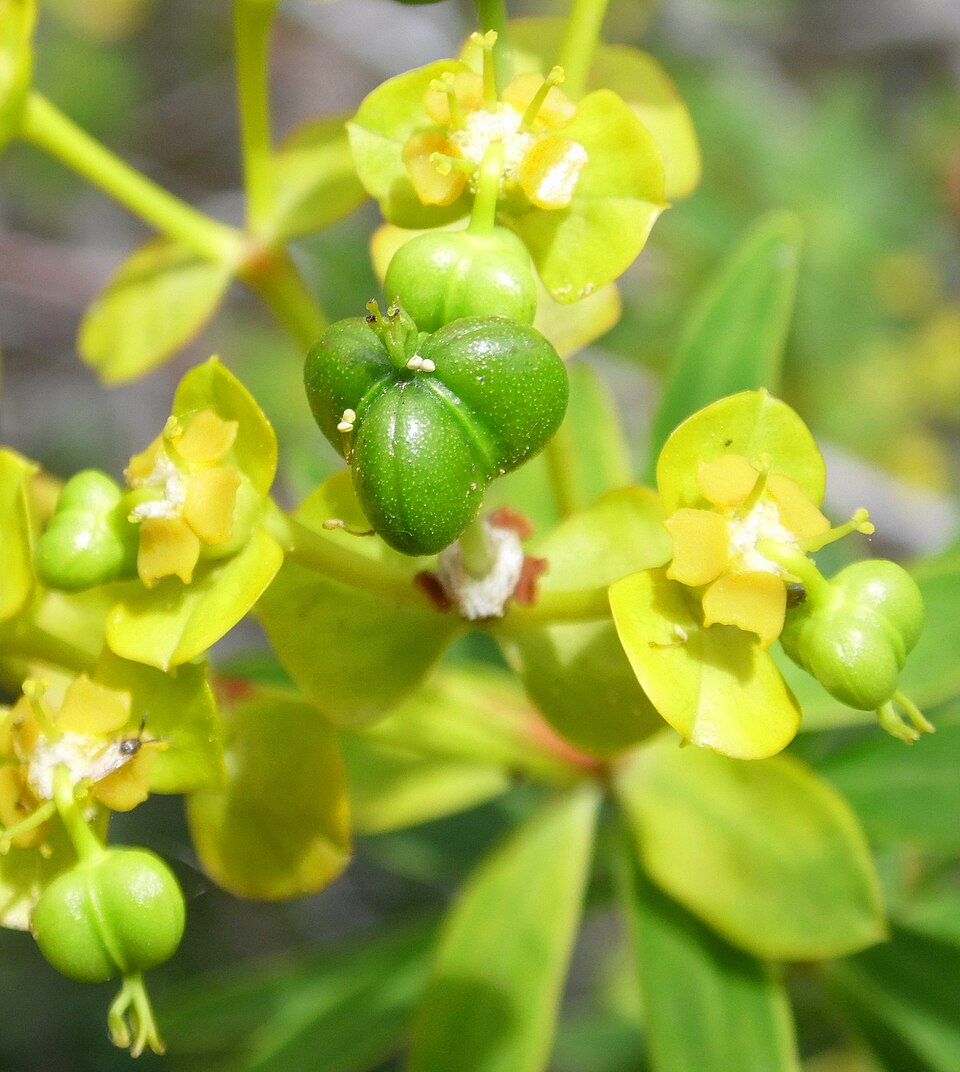 Tree Spurge photo 8