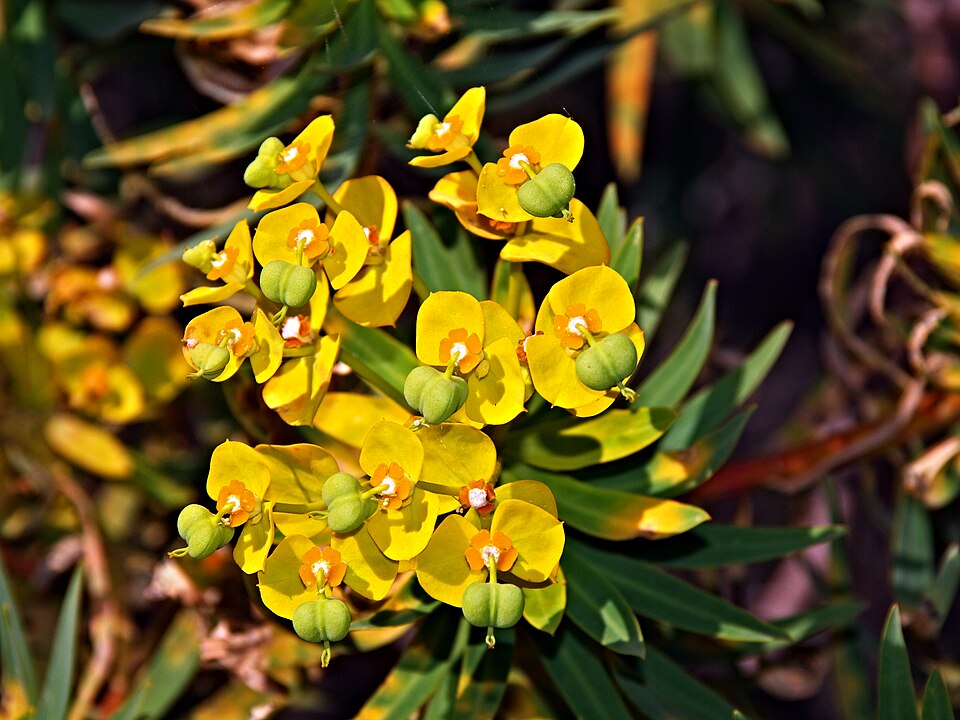 Tree Spurge photo 9