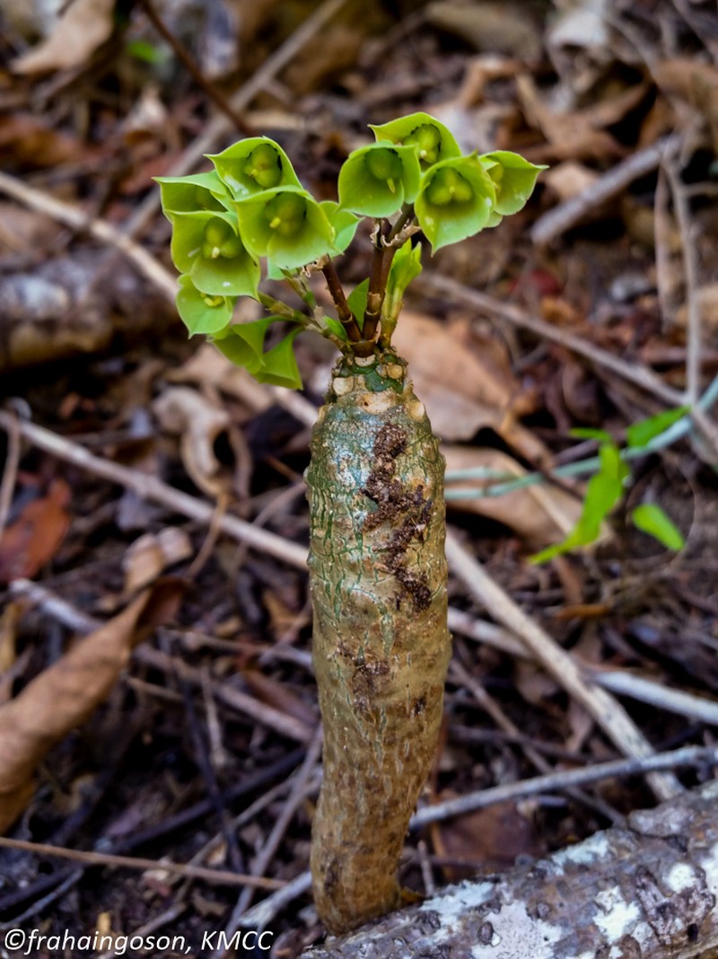 Euphorbia denisiana
