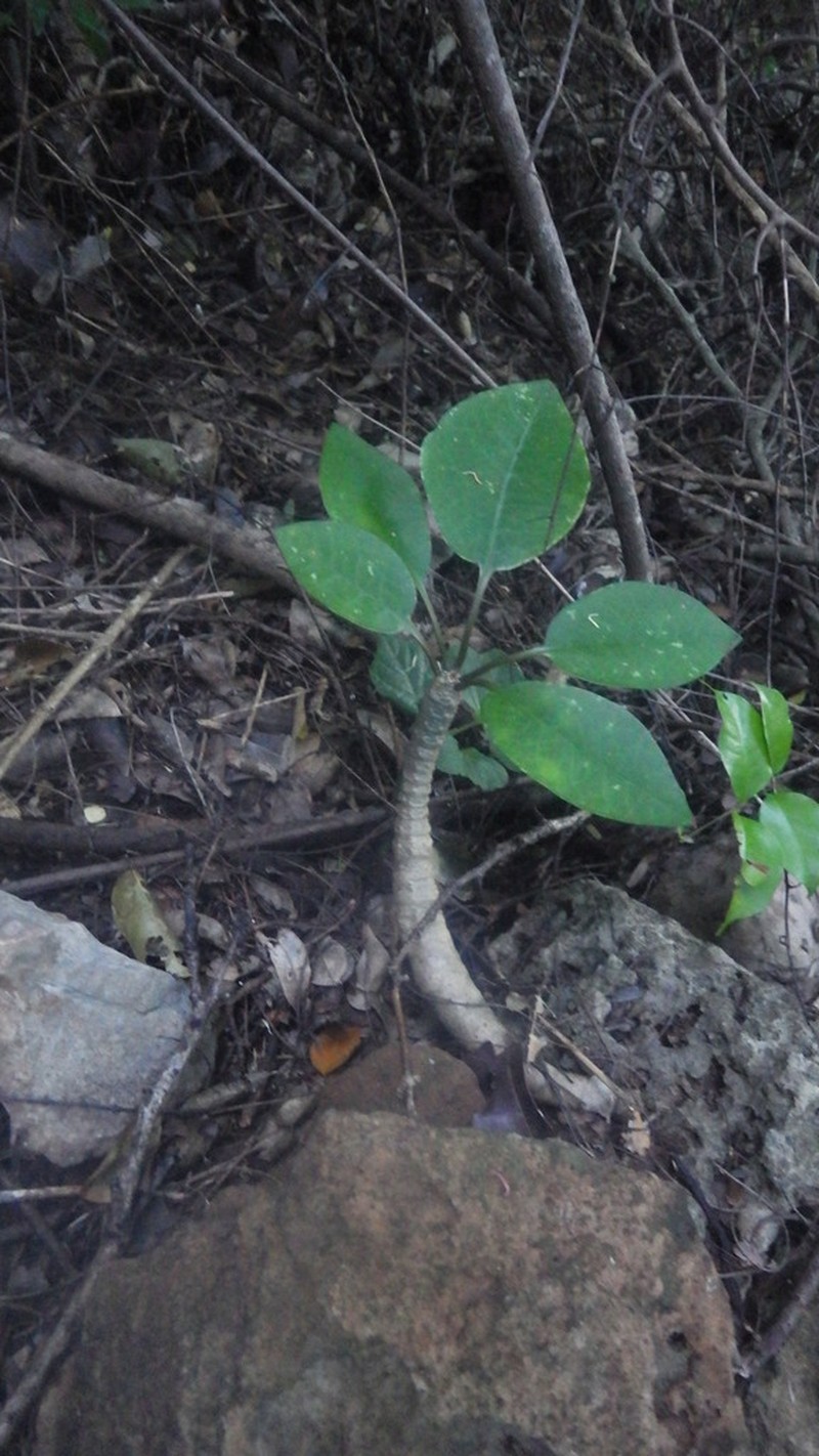 Euphorbia denisiana photo 2